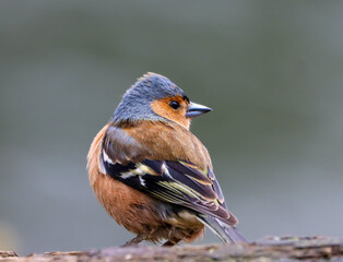 Chaffinch perched on a tree gazing into the distance
