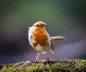 Close-up of a tiny orange Robin perched on a tree