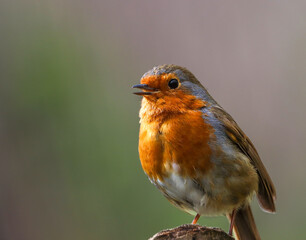 Close-up of a tiny orange Robin perched on a tree