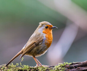 Close-up of a tiny orange Robin perched on a tree