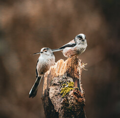 Long-tailed tits perched on a moss-covered tree stump