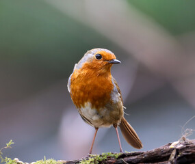 Close-up of a tiny orange Robin perched on a tree