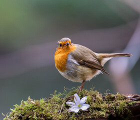 Close-up of a tiny orange Robin perched on a tree