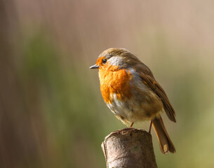 Close-up of a tiny orange Robin perched on a tree