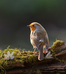 Close-up of a tiny orange Robin perched on a tree