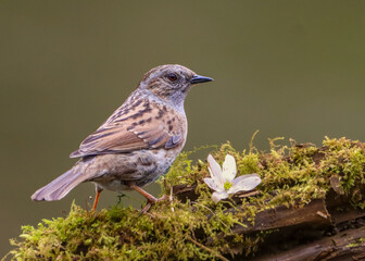 Dunnock perched on a branch with a white flower
