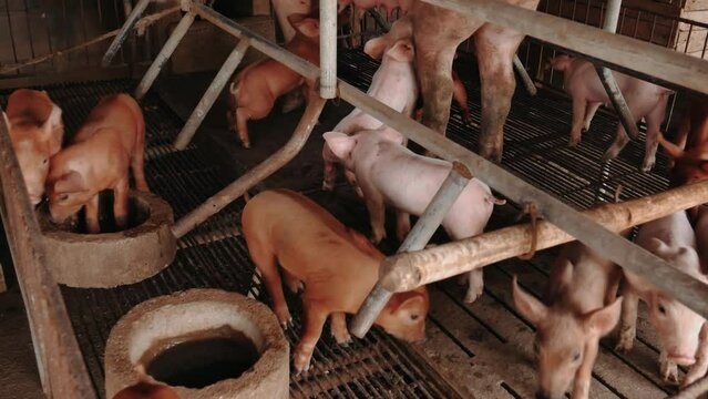 Suckling piglets suckling a sow farm, Small piglet drinking milk from breast pig in the farm