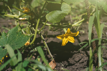 Close-up plan of a flower on a flowering cucumber bush. Growing vegetables. Copy space