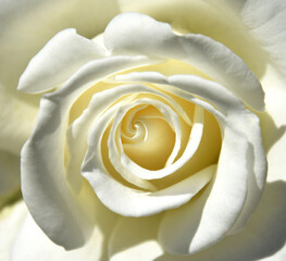 Nature flowers beauty white rose
