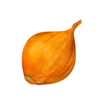 recommend clip art: Yellow onion, watercolor illustration, isolated on white background. For prints on textile and paper, clothes, plates and dishes design, decoration for kitchen, restaurant menus, recipes, cookbook