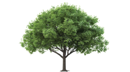 Isolated green tree on white background, forest and summer foliage for both print and web page with clipping path and alpha channel.