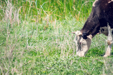 A cow grazing in a green meadow. Selective focus.