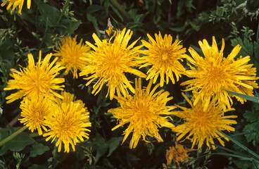 Taraxacum officinale, Pissenlit
