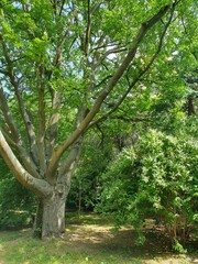 Green unusual tree with many large branches in a city park, nature