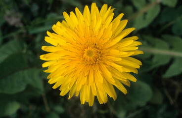 Taraxacum officinale, Pissenlit