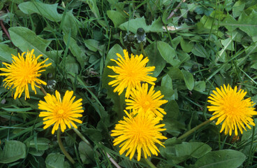 Taraxacum officinale, Pissenlit