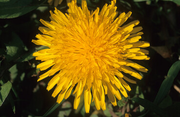 Taraxacum officinale, Pissenlit