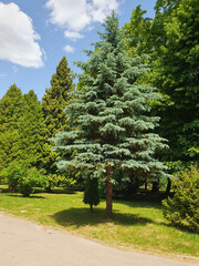 Blue spruce, green trees, walking path in a city park, nature