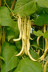 Phaseolus vulgaris 'Ramdor' , Haricot mangetout beurre grimpant,