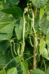 Fototapeta premium Phaseolus vulgaris 'Fortex' , Haricot mangetout