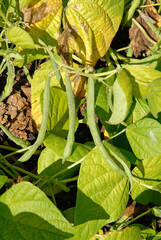 Phaseolus vulgaris 'Triomphe de Farcy' , Haricot filet gousse