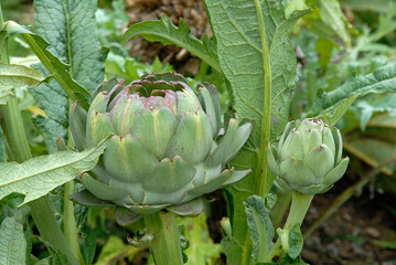 Cynara scolymus 'Camus de Bretagne' , Artichaut