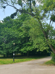 Pedestrian path in a city park, green trees, grass, street lamp, nature