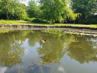 A wild duck swims on a small lake in a city park, nature