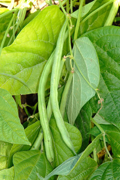 Phaseolus vulgaris 'Triomphe de Farcy' , Haricot filet gousse
