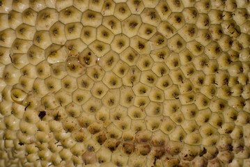 Jacquier, Artocarpus heterophyllus, Madagascar