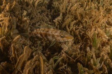 Fish swimming in the Red Sea, colorful fish, Eilat Israel
