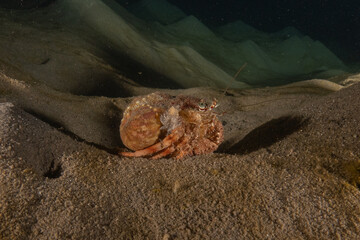Hermit Crab in the Red Sea Colorful and beautiful, Eilat Israel