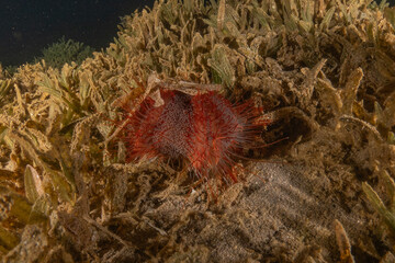 Coral reef and water plants in the Red Sea, Eilat Israel
