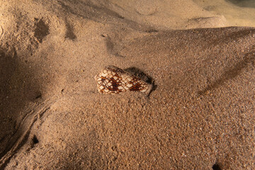 Conus textile On the seabed in the Red Sea, Eilat Israel