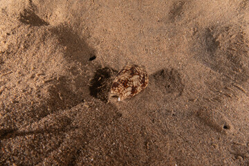 Conus textile On the seabed in the Red Sea, Eilat Israel