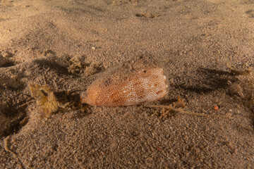 Conus textile On the seabed in the Red Sea, Eilat Israel