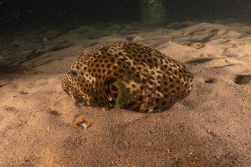 Fish swimming in the Red Sea, colorful fish, Eilat Israel
