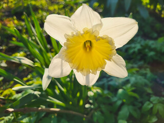 A white narcissus flower with a yellow center, highlighted on a green grass background.
