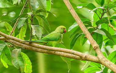 rose-ringed parakeet parrot (Psittacula krameri) on a tree branch