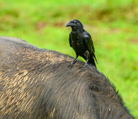 raven on the back of bufallo