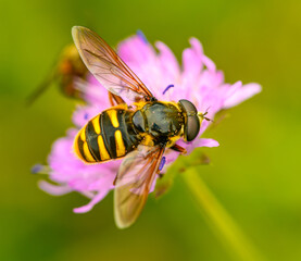 hoverfly sitting on pink flower