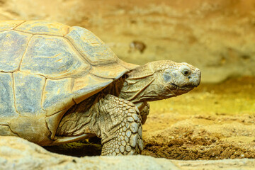 African spurred tortoise (Centrochelys sulcata) or sulcata tortoise