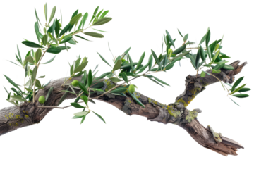 branch of olive tree isolated on white or transparent png