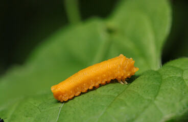 オレンジ色のチャイロハバチの幼虫（自然光＋望遠マクロ接写写真）