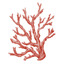 Red Seaweed, kelp painting in the ocean, watercolor hand painted element isolated on white background. Watercolor red seaweed illustration design. With clipping path. © Alisles