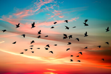 Fototapeta premium A flock of birds flying in the sky at sunset
