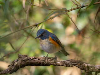 Fototapeta premium 森の中で枯れ木に留まってエサを探しているルリビタキの雄