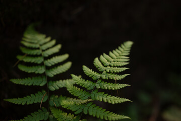 fern leaves