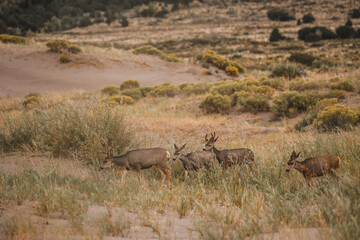 mule deer in the wild