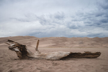 dead tree in the desert